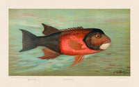 American Fish 030