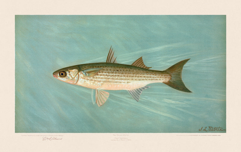 American Fish 032