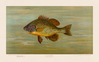 American Fish 035