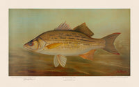 American Fish 036