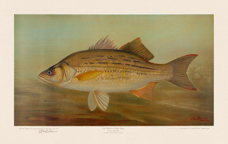 American Fish 036