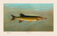 American Fish 038