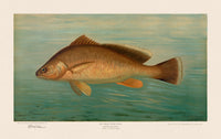 American Fish 039