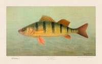 American Fish 040