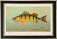 American Fish 040