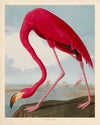 Audubon American Flamingo Poster