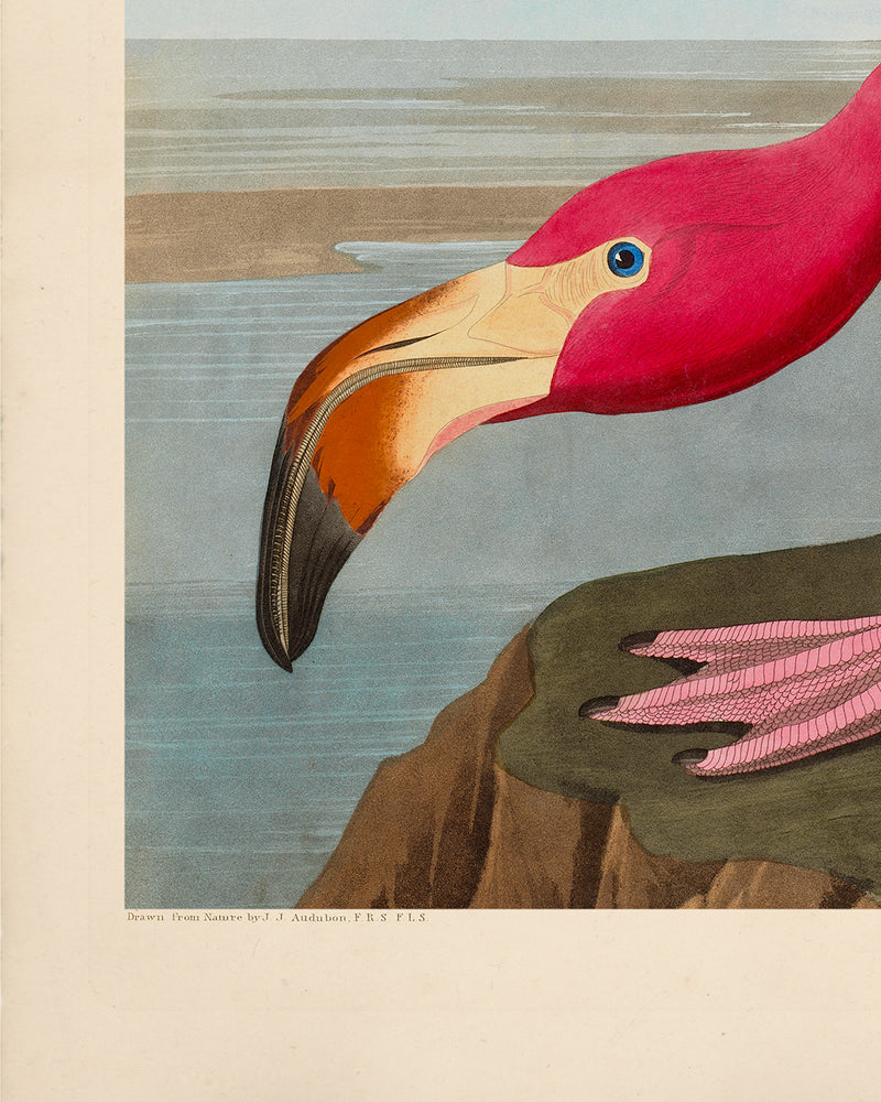 Audubon American Flamingo Poster