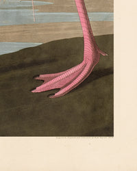 Audubon American Flamingo Poster