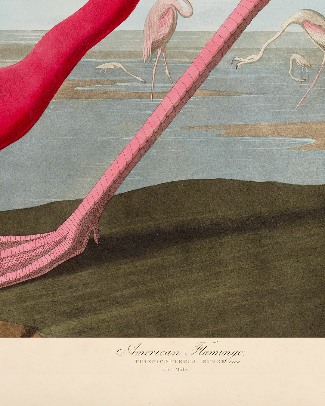 Audubon - Pink Flamingo from Birds of America Poster - Pink Flamingo 