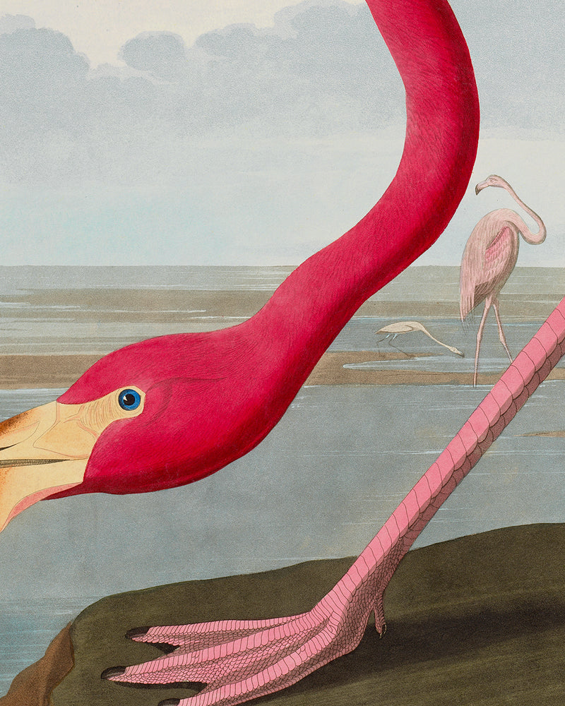 Audubon American Flamingo Poster