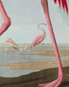 Audubon American Flamingo Poster