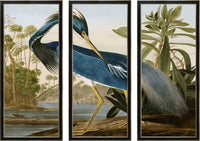 Audubon Louisiana Heron Italian Black Veneer With Champagne Edge