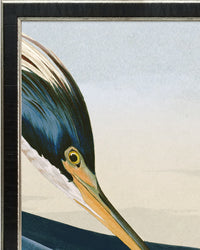 Audubon Louisiana Heron Italian Black Veneer With Champagne Edge