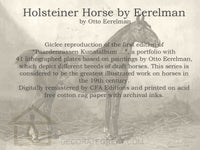 Holsteiner Horse by Eerelman