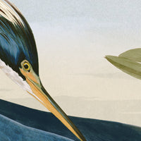 Audubon Louisiana Heron Italian Black Veneer With Champagne Edge