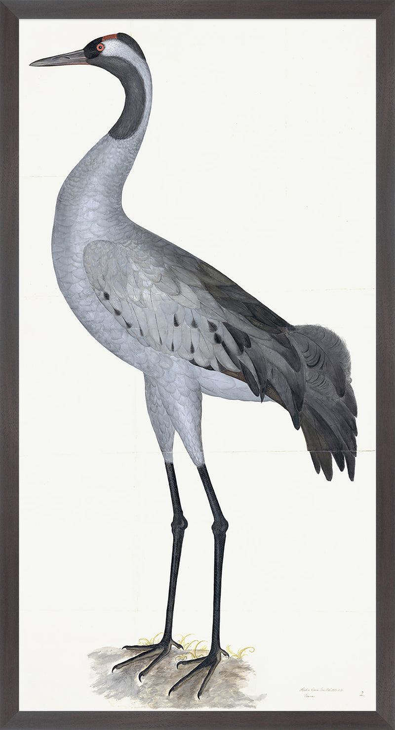 Common Crane Plate 02 by Olof Rudbeck (Cfa-Wd)