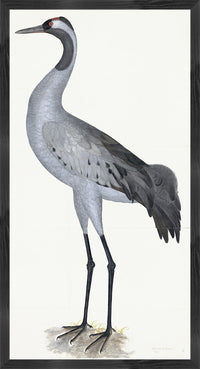 Common Crane Plate 02 by Olof Rudbeck (Cfa-Wd)