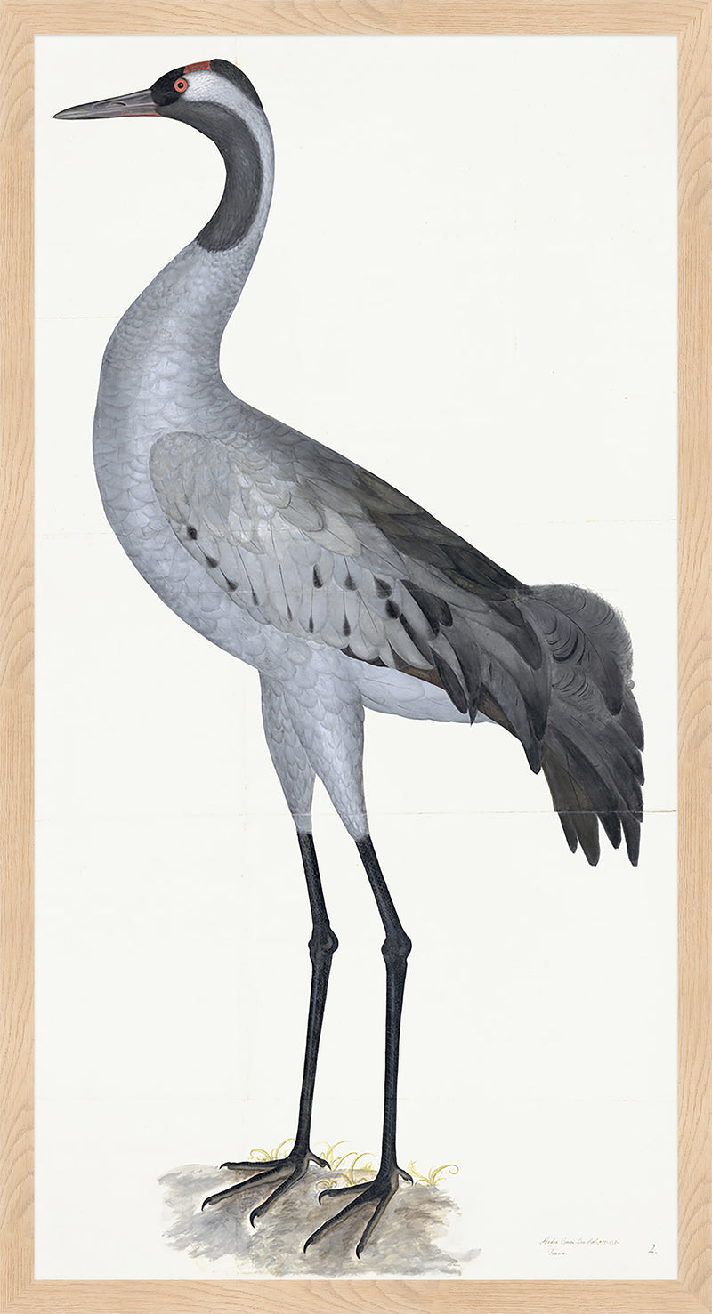 Common Crane Plate 02 by Olof Rudbeck (Cfa-Wd)