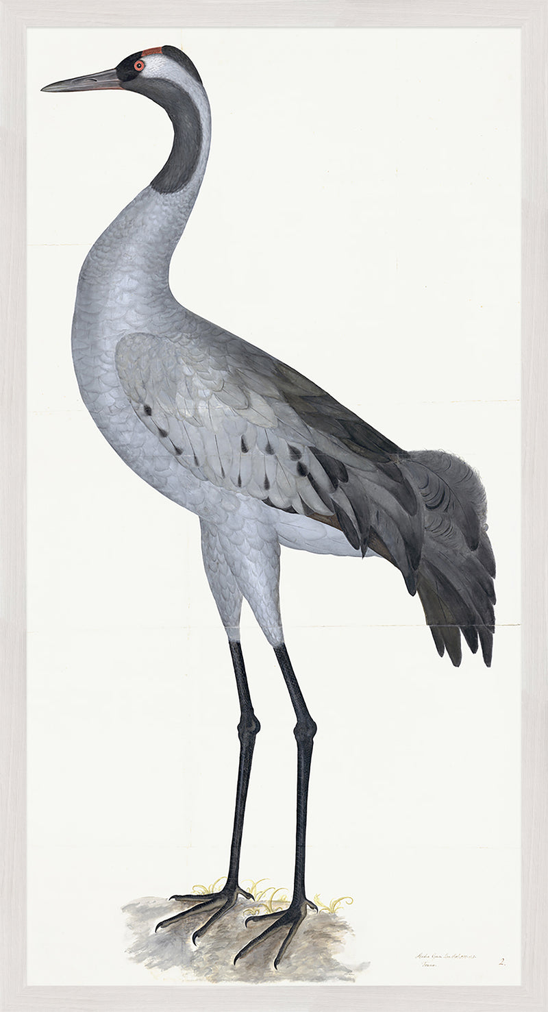 Common Crane Plate 02 by Olof Rudbeck (Cfa-Wd)