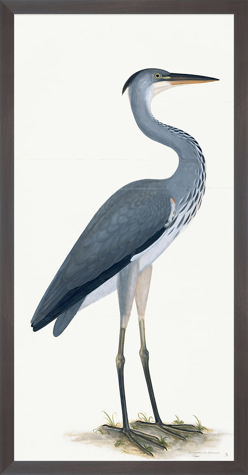 Grey Heron Plate 03 by Olof Rudbeck (Cfa-Wd)