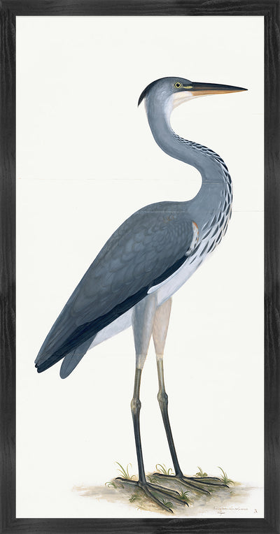 Grey Heron Plate 03 by Olof Rudbeck (Cfa-Wd)