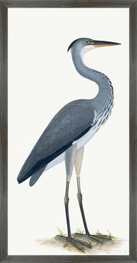 Grey Heron Plate 03 by Olof Rudbeck (Cfa-Wd)