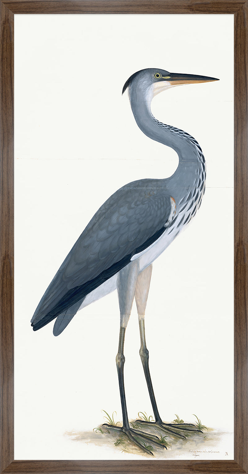 Grey Heron Plate 03 by Olof Rudbeck (Cfa-Wd)