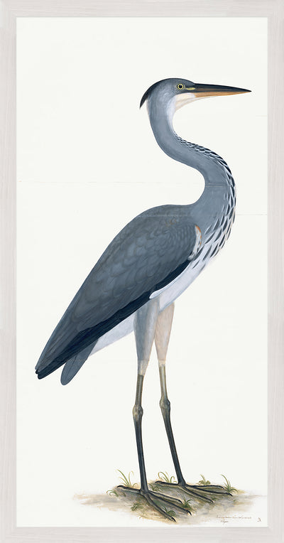 Grey Heron Plate 03 by Olof Rudbeck (Cfa-Wd)
