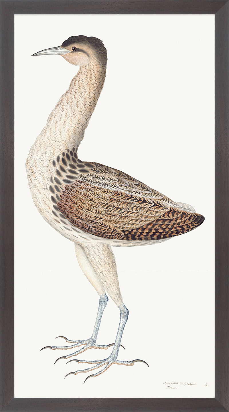 European Bittern Plate 04 by Olof Rudbeck (Cfa-Wd)