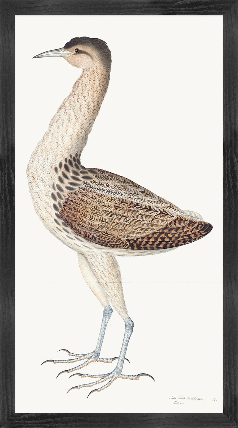 European Bittern Plate 04 by Olof Rudbeck (Cfa-Wd)