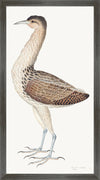 European Bittern Plate 04 by Olof Rudbeck (Cfa-Wd)