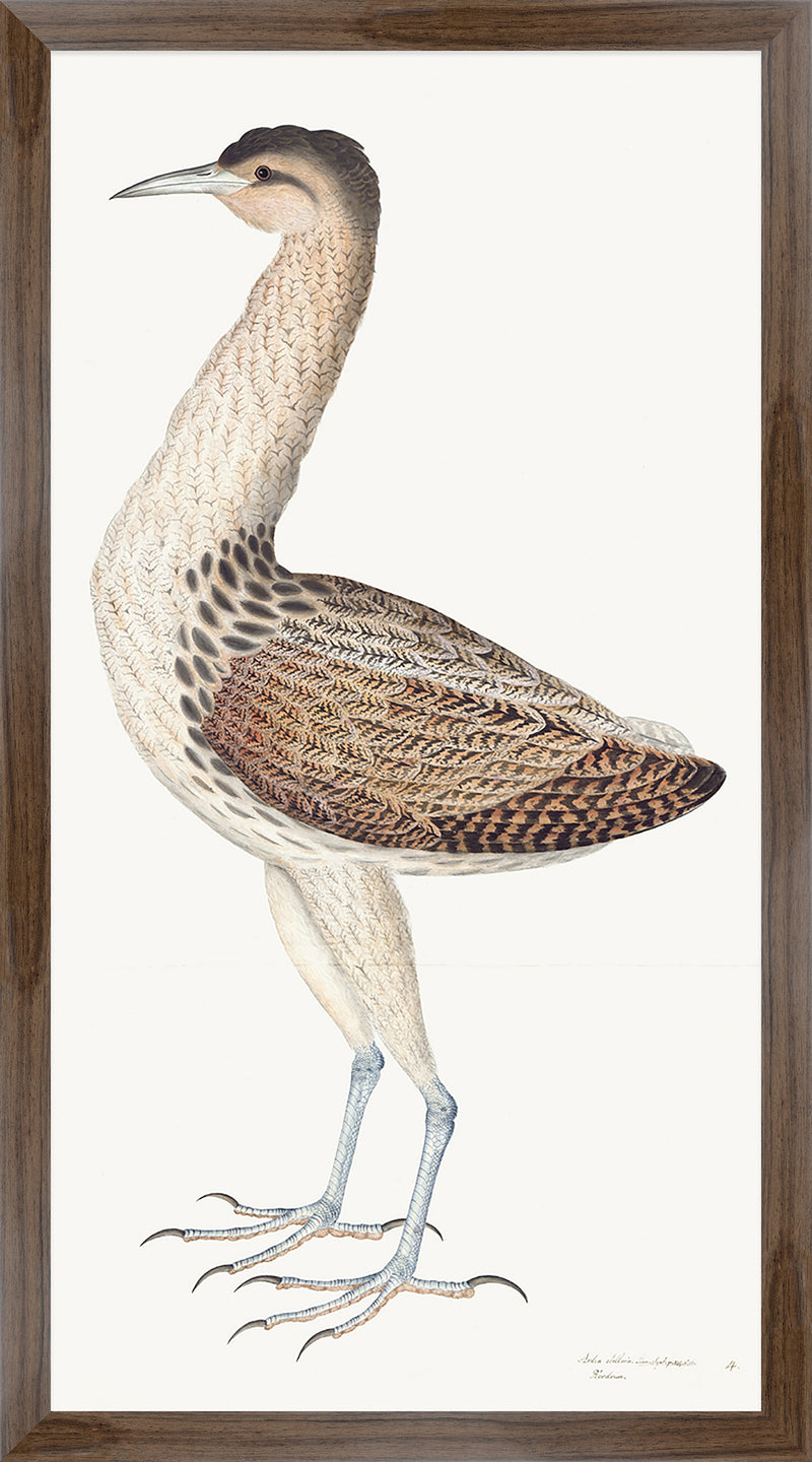 European Bittern Plate 04 by Olof Rudbeck (Cfa-Wd)