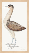 European Bittern Plate 04 by Olof Rudbeck (Cfa-Wd)