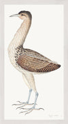 European Bittern Plate 04 by Olof Rudbeck (Cfa-Wd)