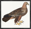 Golden Eagle Plate 05 by Olof Rudbeck (Cfa-Wd)