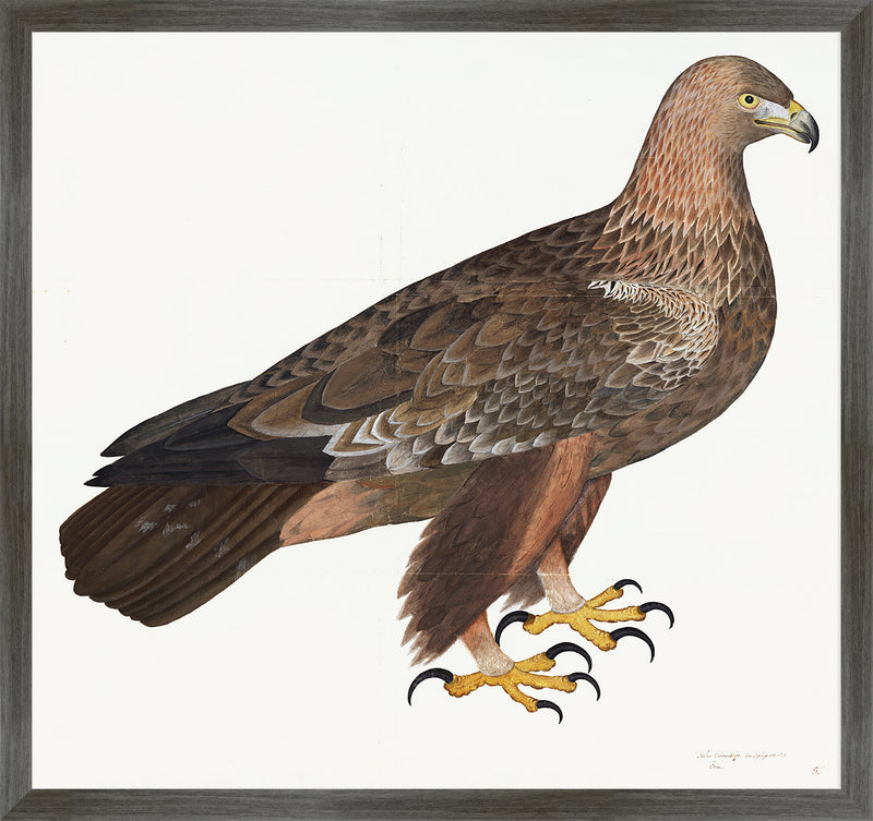 Golden Eagle Plate 05 by Olof Rudbeck (Cfa-Wd)