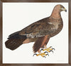 Golden Eagle Plate 05 by Olof Rudbeck (Cfa-Wd)