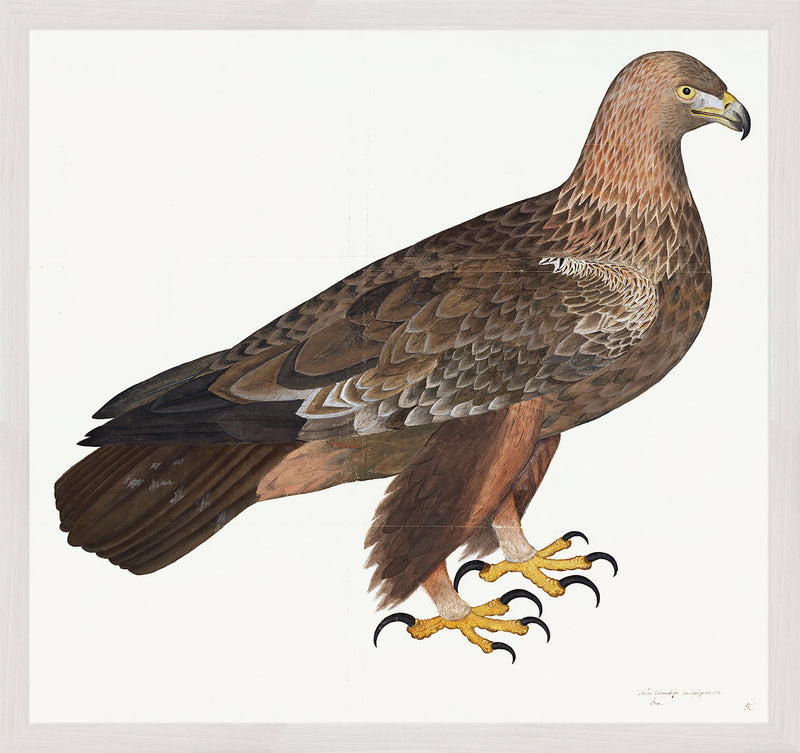 Golden Eagle Plate 05 by Olof Rudbeck (Cfa-Wd)