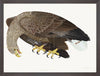 White-Tailed Eagle Plate 06 by Olof Rudbeck (Cfa-Wd)