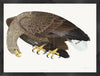 White-Tailed Eagle Plate 06 by Olof Rudbeck (Cfa-Wd)