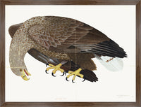 White-Tailed Eagle Plate 06 by Olof Rudbeck (Cfa-Wd)