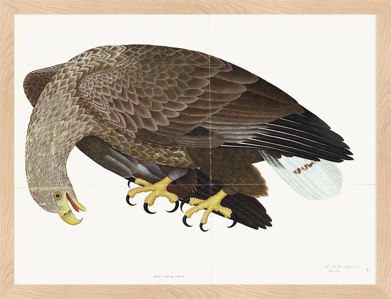 White-Tailed Eagle Plate 06 by Olof Rudbeck (Cfa-Wd)