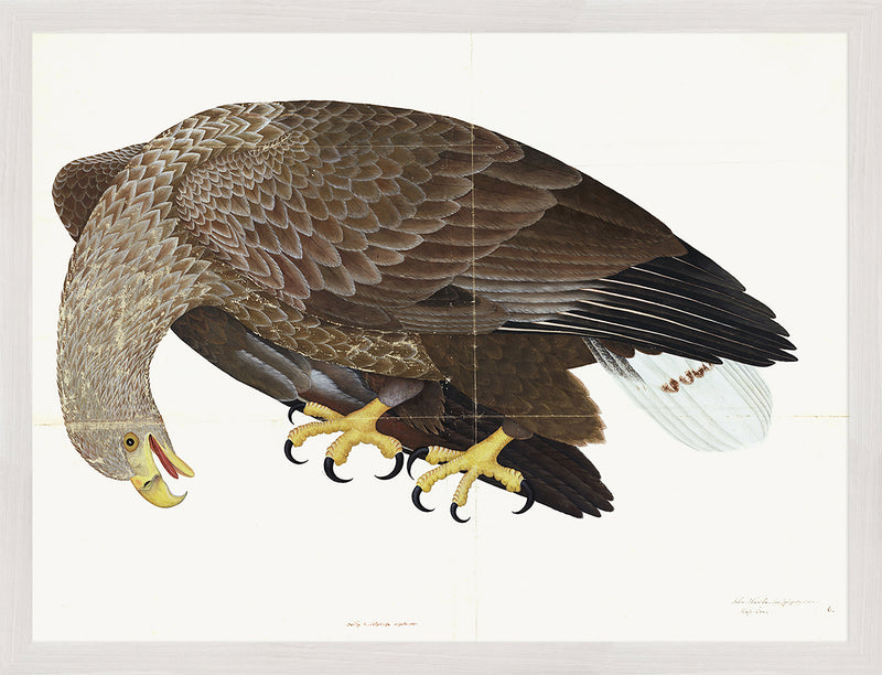 White-Tailed Eagle Plate 06 by Olof Rudbeck (Cfa-Wd)