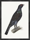 Capercaillie Cock Plate 07 by Olof Rudbeck (Cfa-Wd)