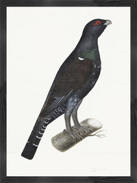 Capercaillie Cock Plate 07 by Olof Rudbeck (Cfa-Wd)