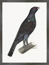 Capercaillie Cock Plate 07 by Olof Rudbeck (Cfa-Wd)