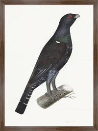 Capercaillie Cock Plate 07 by Olof Rudbeck (Cfa-Wd)