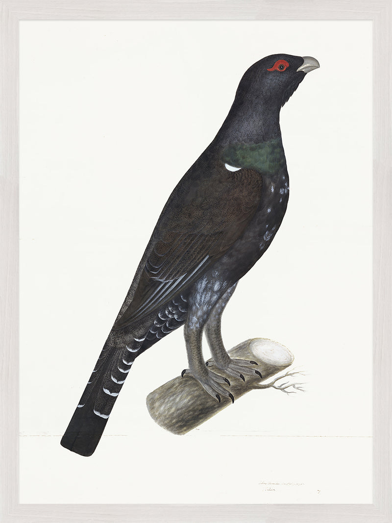 Capercaillie Cock Plate 07 by Olof Rudbeck (Cfa-Wd)