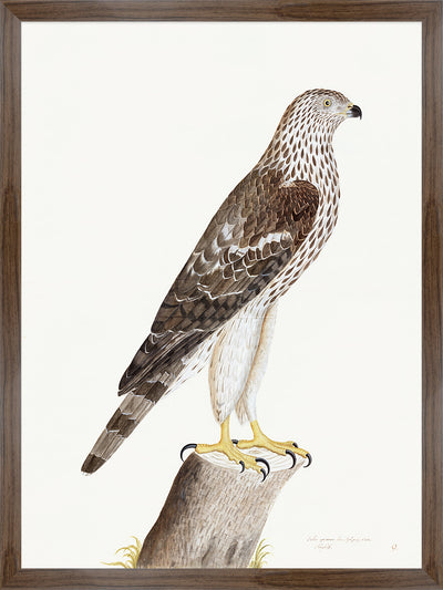 Honey Buzzard Plate 09 by Olof Rudbeck (Cfa-Wd)