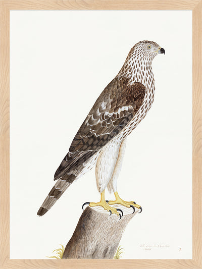 Honey Buzzard Plate 09 by Olof Rudbeck (Cfa-Wd)